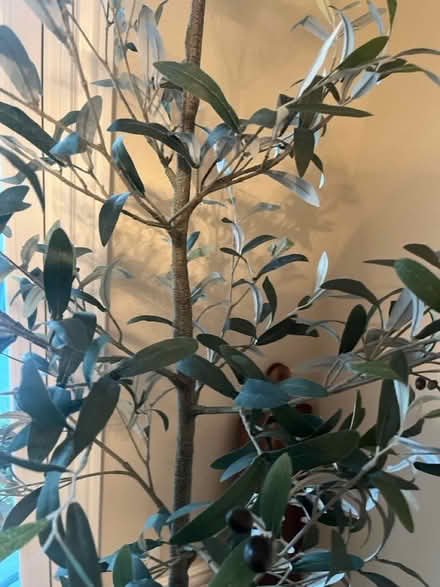 Photo of free 6’ faux olive tree (Fremont, Niles Area) #2