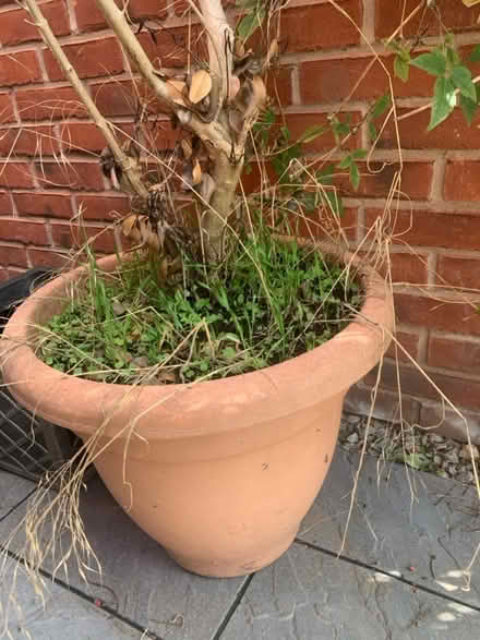 Photo of free Plant pots (lough LE11) #1