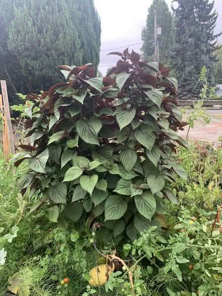 Photo of free Shiso leaves (Greenwood) #1