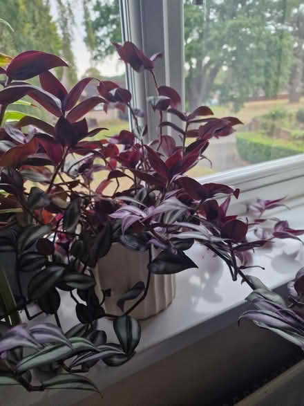 Photo of free Outdoor indoor plant cutting (Bracknell RG12 7BY) #1