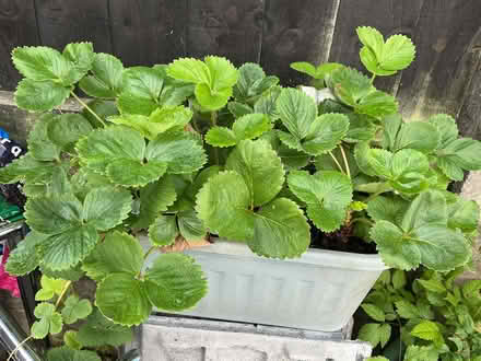 Photo of free Strawberry plants (Tonge Fold BL2) #1