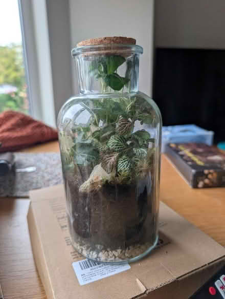 Photo of free Terrarium (Alexandra Park M16) #1