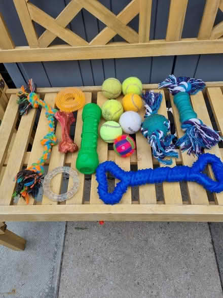 Photo of free Dog Toys (Fiveways Brighton) #1