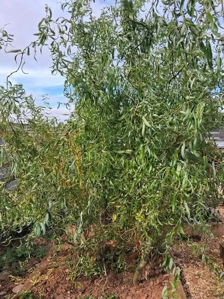 Photo of free Corkscrew willow (Broadsands TQ4) #2