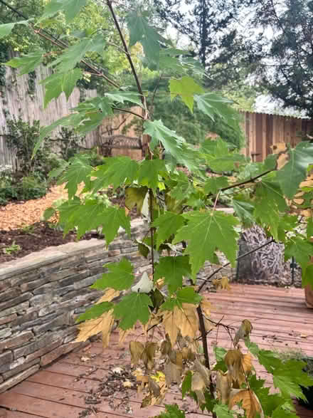 Photo of free Maple tree on pot (Chevy Chase, DC) #2
