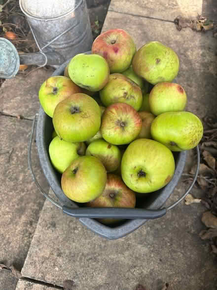 Photo of free 2 buckets of cooking apples (Win) #1