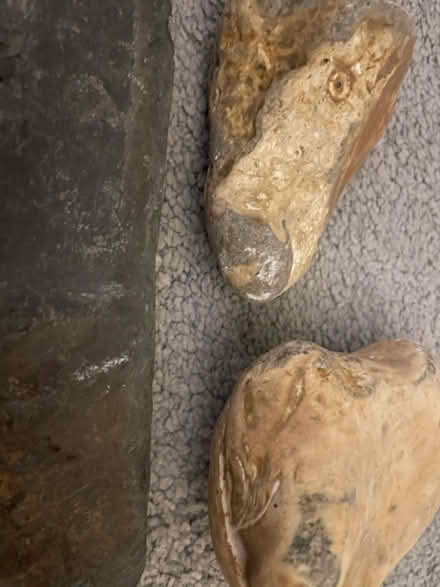 Photo of free Fossils (Herne Bay CT6) #2