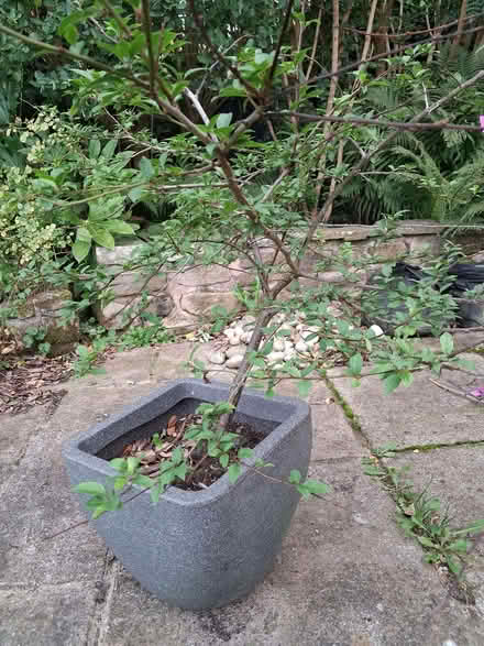 Photo of free Wild plum tree (Ormskirk L39) #1