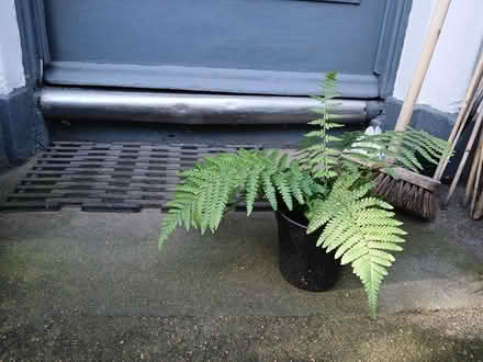Photo of free Fern (Lark Lane Area L17) #1