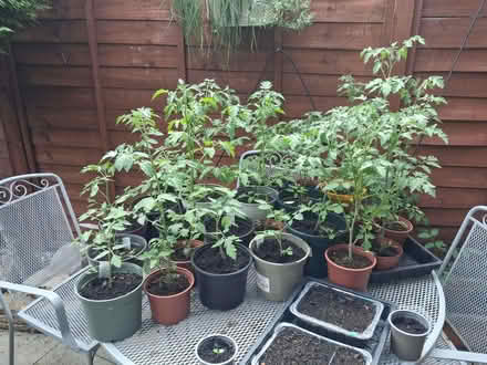Photo of free Tomato Plants Well established (Debden IG10) #1