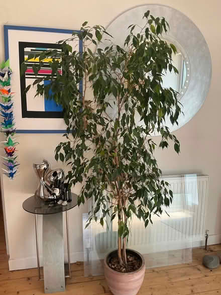 Photo of free Weeping fig house plant (Portishead BS20) #1