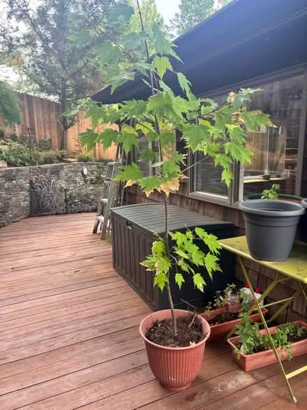 Photo of free Maple tree on pot (Chevy Chase, DC) #1