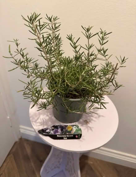 Photo of free Rosemary plant 🪴 (gu12) #1