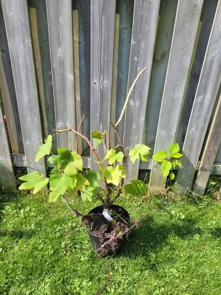Photo of free White Table Grapevine (Oshawa) #1