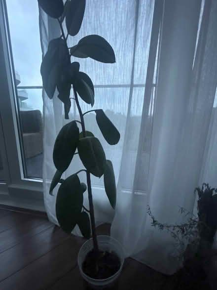 Photo of free Plant and Pot (Battersea Power Station SW11) #1