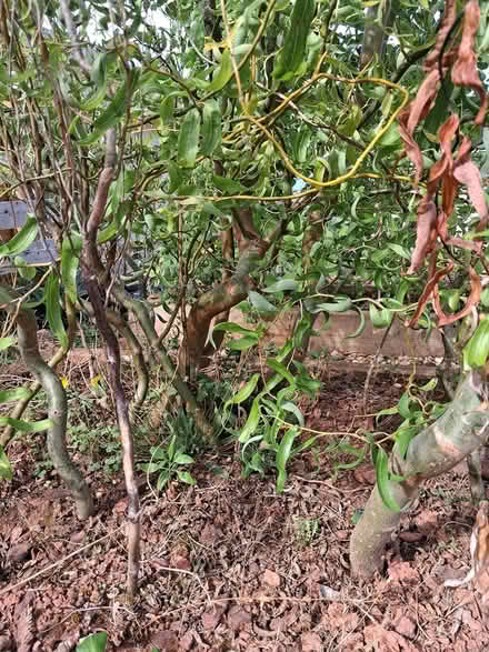 Photo of free Corkscrew willow (Broadsands TQ4) #1