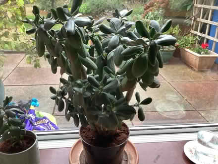Photo of free Rubber plant (Sandy Lane GU14) #1