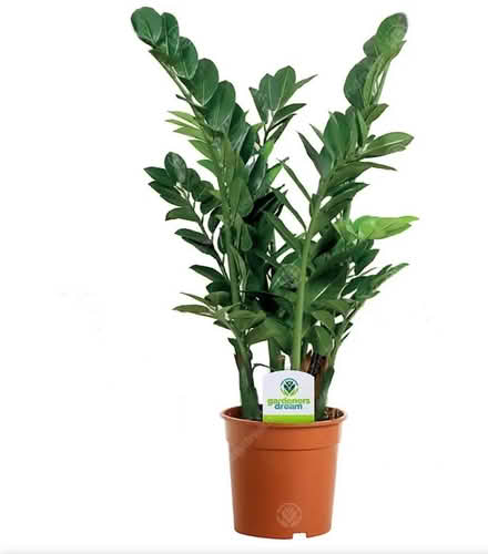 Photo of healthy ZZ plant with pot (Edgware) #1