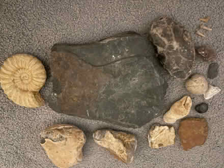 Photo of free Fossils (Herne Bay CT6) #1