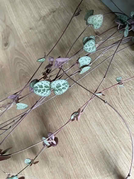 Photo of free string of hearts (Warden Hill GL51) #2