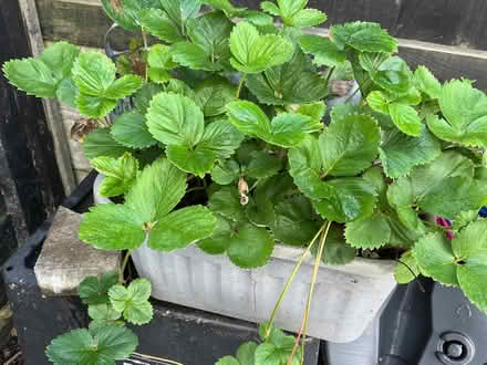 Photo of free Strawberry plants (Tonge Fold BL2) #2