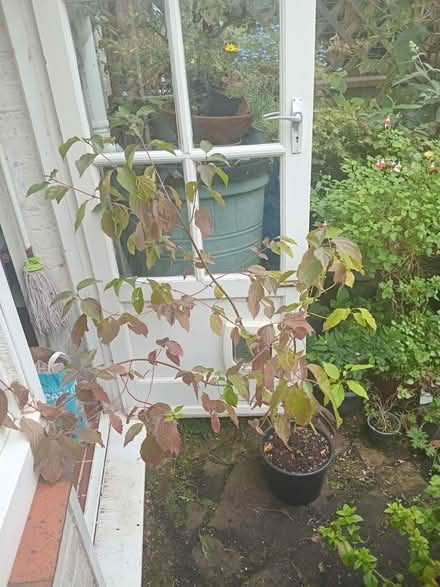 Photo of free Small tree (Eastbourne BN20) #1