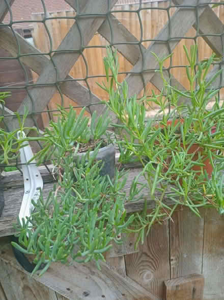 Photo of free Outdoor succulent plants (Eastbourne BN20) #1