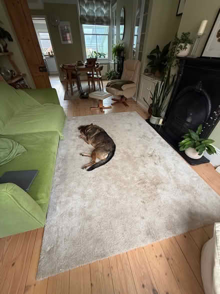 Photo of free 2 rugs, useful for garden/allotment (Exeter EX2) #2