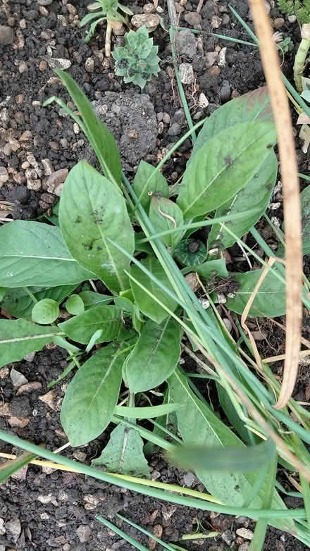 Photo of free X 2 plants (Sheffield S12) #2