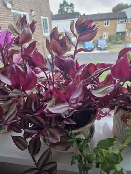 Photo of free Outdoor indoor plant cutting (Bracknell RG12 7BY) #2