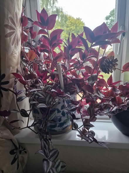 Photo of free Outdoor indoor plant cutting (Bracknell RG12 7BY) #3