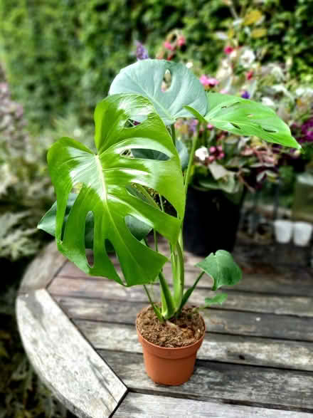 Photo of Monstera plant (Nottingham NG1) #1