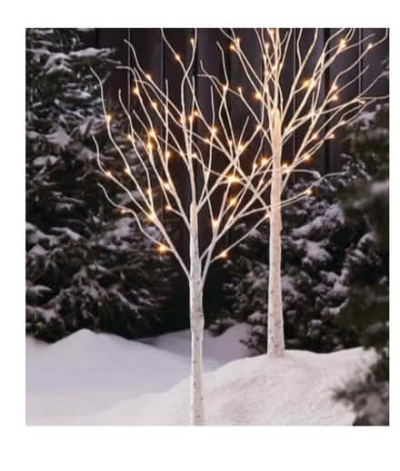Photo of free Birch tree set (Thornhill) #1