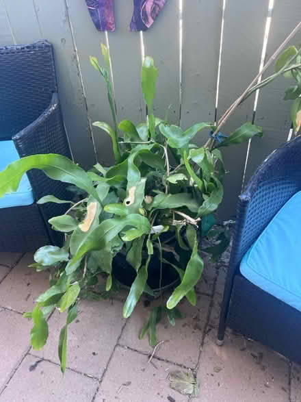 Photo of free Night Blooming Ceres (South East Albuquerque) #1