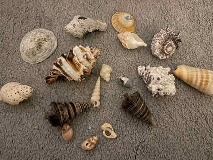 Photo of free Shells (Herne Bay CT6) #1