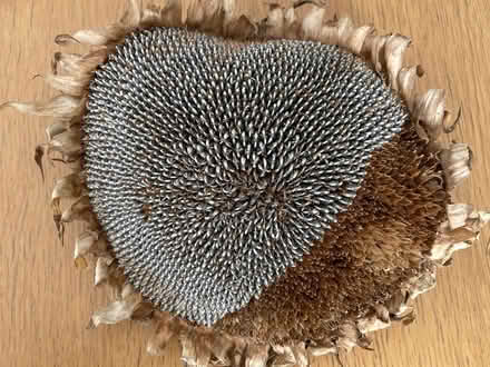 Photo of free Sunflower head for seeds (GMV SE10) #1