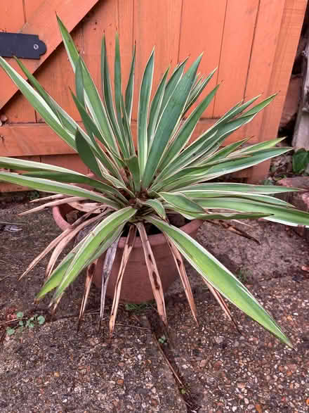 Photo of free yucca plants (Campsey Ash IP13) #1