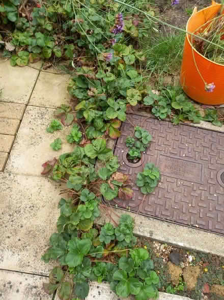 Photo of free Strawberry runners (Downhead Park MK15) #1