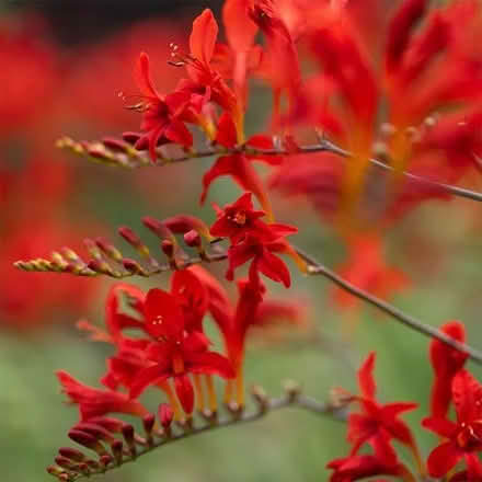 Photo of free Tall crocrosmia (Presteigne LD8) #1