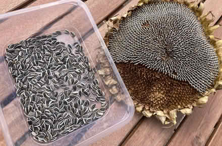 Photo of free Sunflower head for seeds (GMV SE10) #2