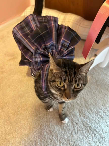 Photo of free Cat named Gwen (Central Blackburn BB2) #1