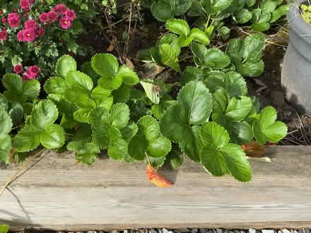Photo of free Strawberry plants (Tonge Fold BL2) #4