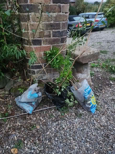 Photo of free 3 clumps of Forsythia (Little Lyth SY3) #1