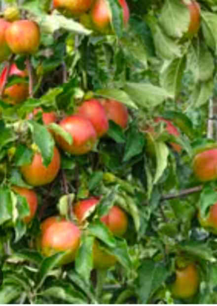 Photo of Fruit Trees:Apple Cherry Peach Plum (Alta Vista) #1
