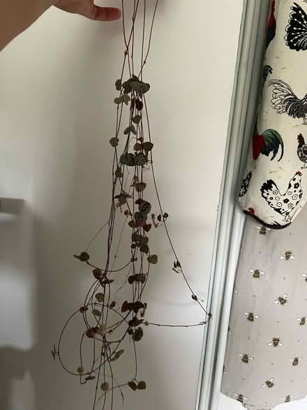Photo of free string of hearts (Warden Hill GL51) #1