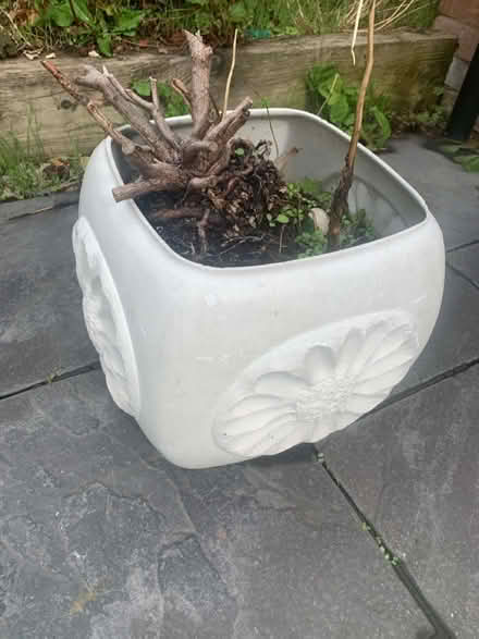 Photo of free 5 x plant pots (lough LE11) #1