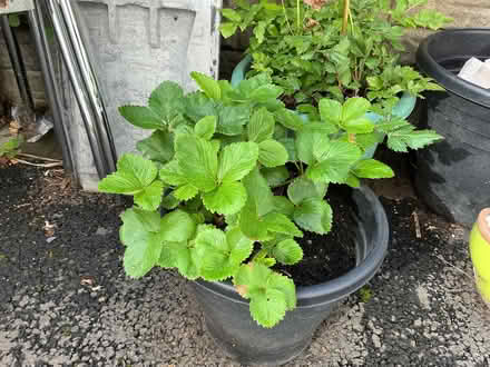Photo of free Strawberry plants (Tonge Fold BL2) #3