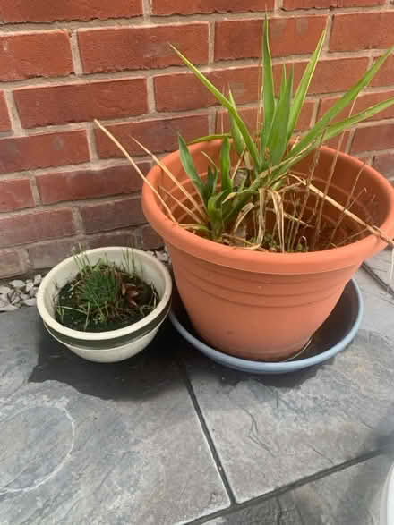 Photo of free 5 x plant pots (lough LE11) #4