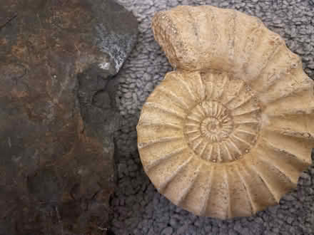 Photo of free Fossils (Herne Bay CT6) #4