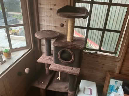 Photo of free Cat tree (Holmewood) #1